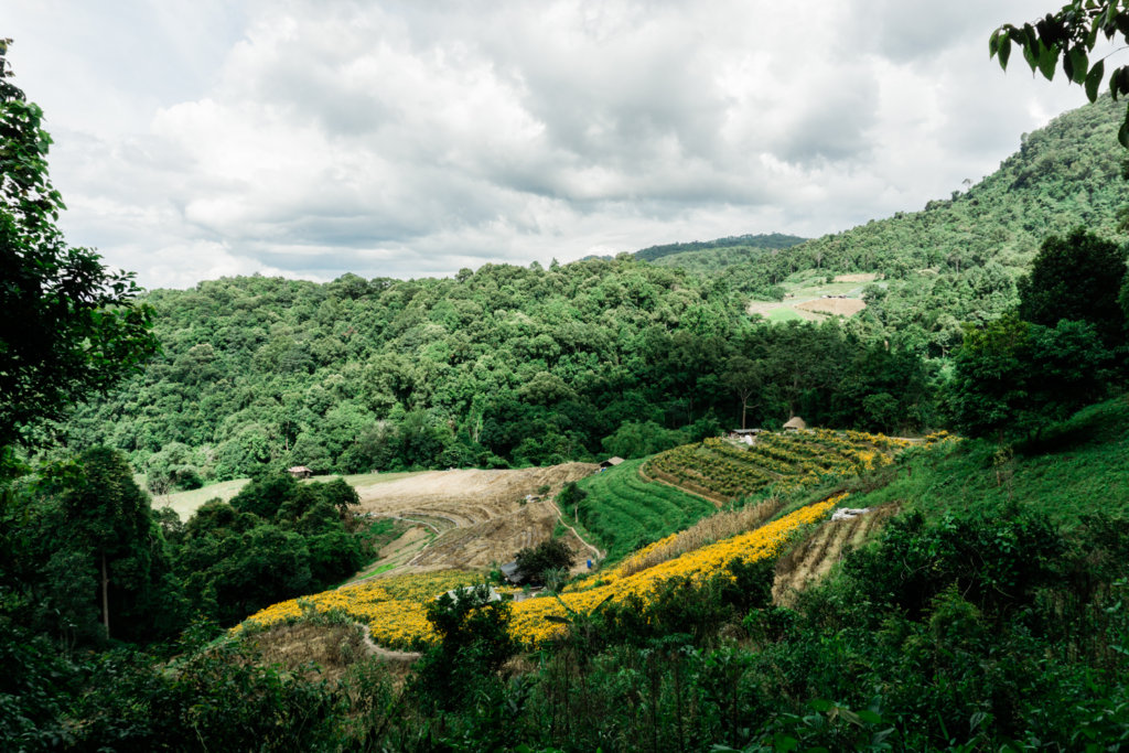 Marigold and rice fields along Pha Dok Siew Nature Trail in Thailand