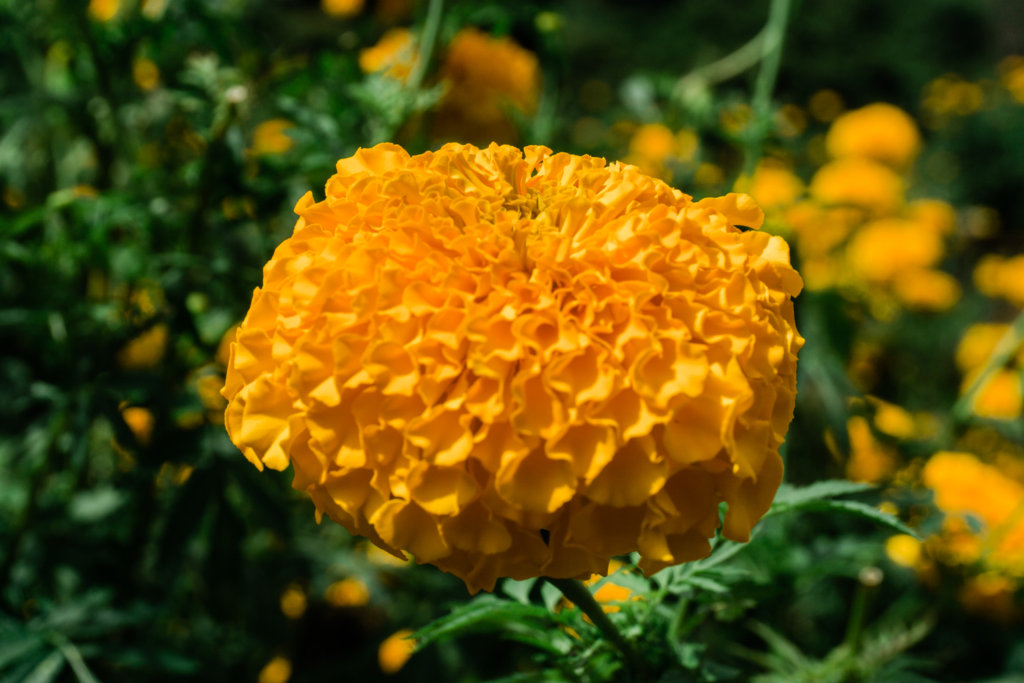 Marigolds along the Pha Dok Siew Nature Trail in Thailand