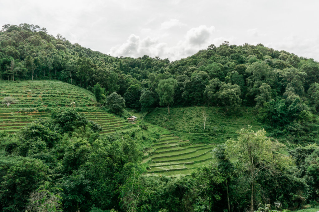 Rice fields of Thailand