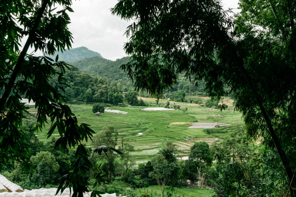 Rice fields of Thailand
