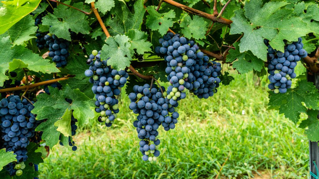 outdoor fall activities, grape harvest