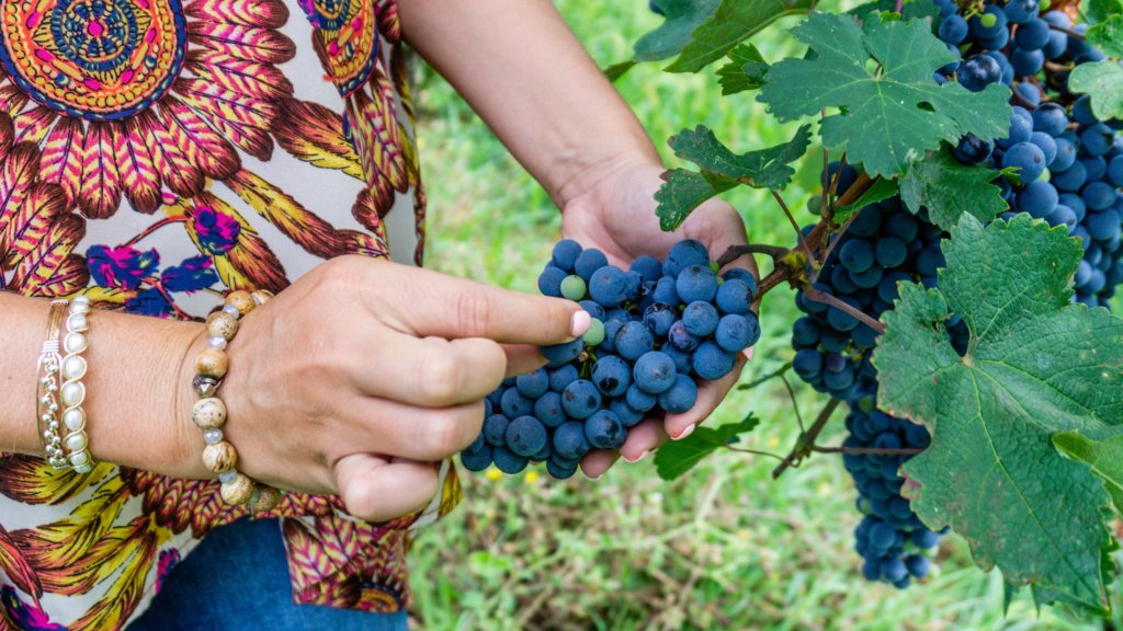 outdoor fall activities, grape harvest
