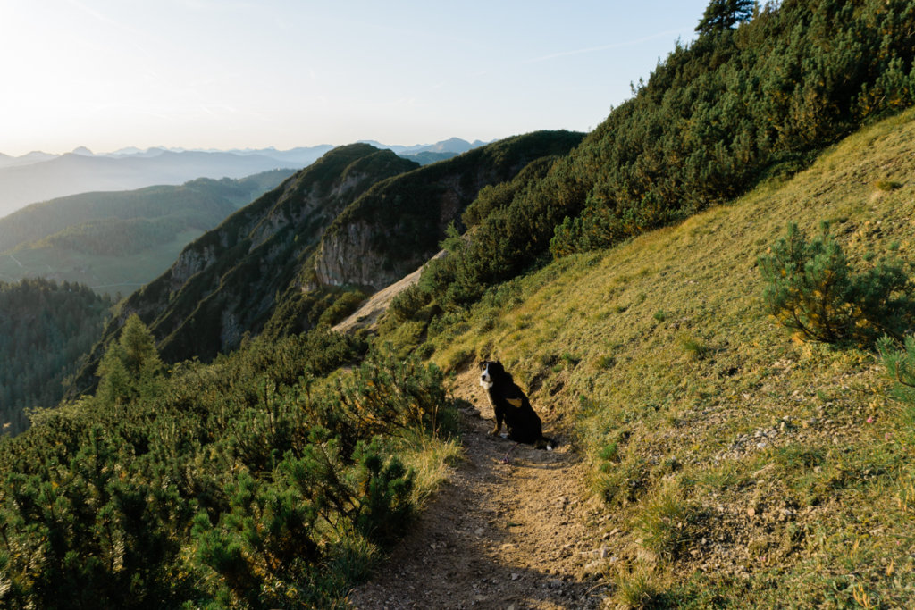 Dog friendly hike in Alpbachtal Seenland, Gratlspitz from Holzalm