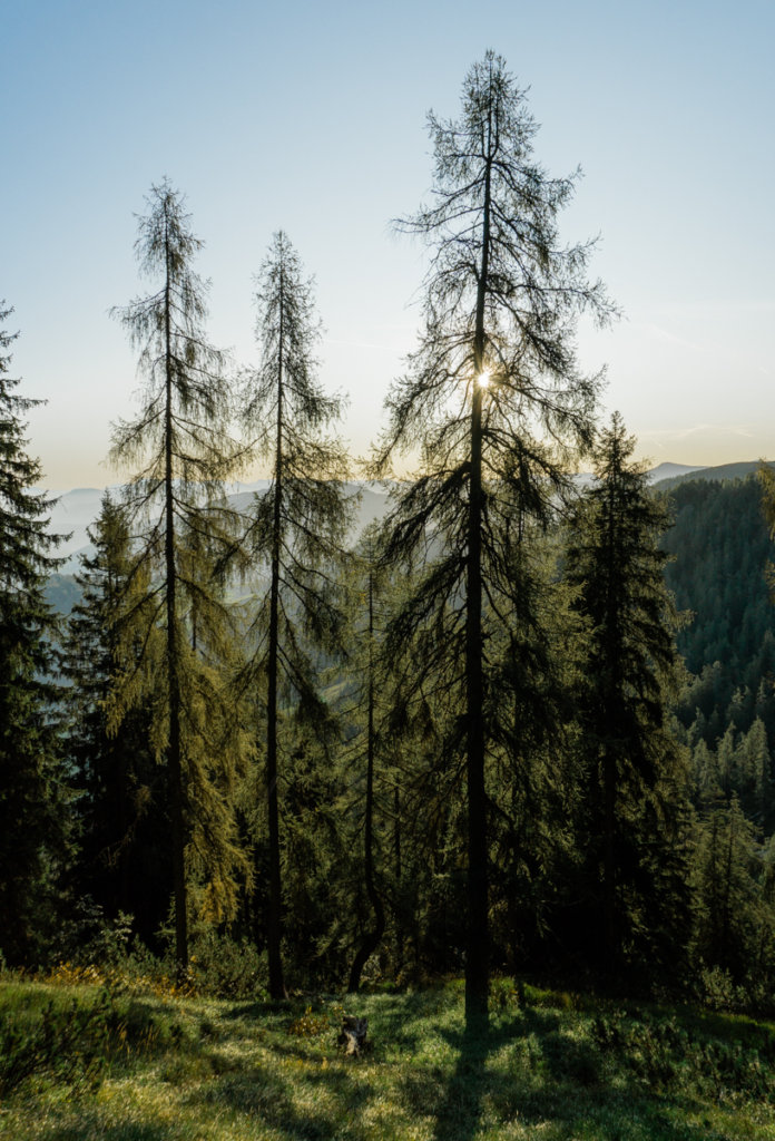 Sun gleaming through the trees along the hiking path to Gratlspitz