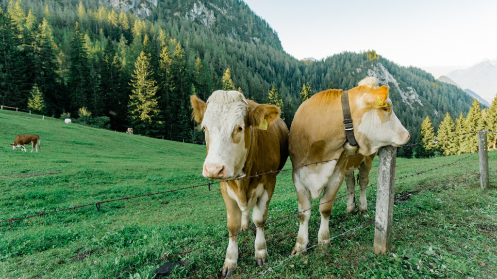 Cows grazing along the path to Gratlspitz in Alpbachtal Seenland, Austria