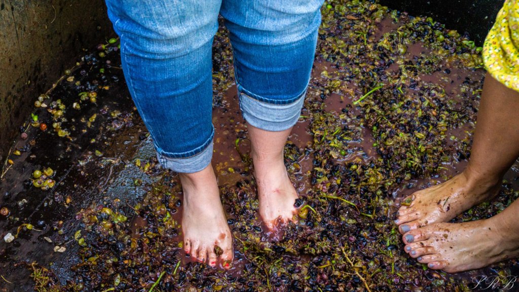 grape stomp at la dolce vigna winery in italy