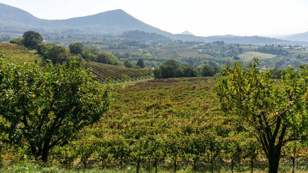 grape harvest