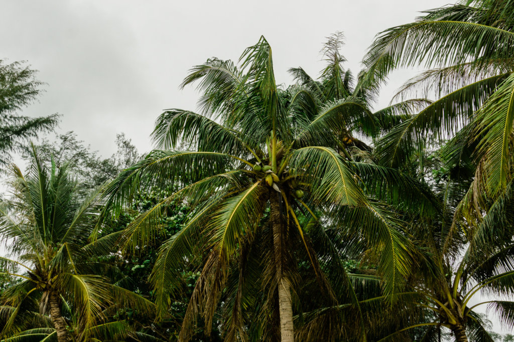 Coconut trees at Surin Beach Phuket Thailand