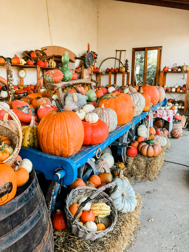 favorite outdoor fall activities, pumpkin patch