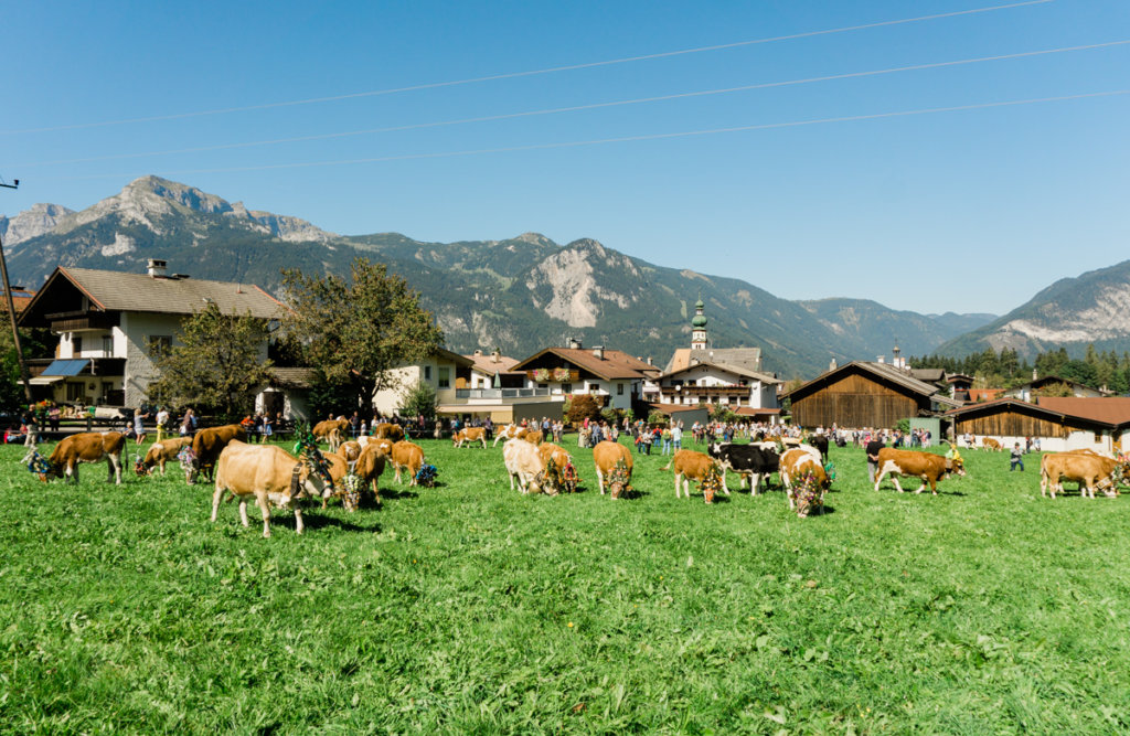 Almabtrieb, cattle drive held every year in september in Reith im Alpbachtal, Austria