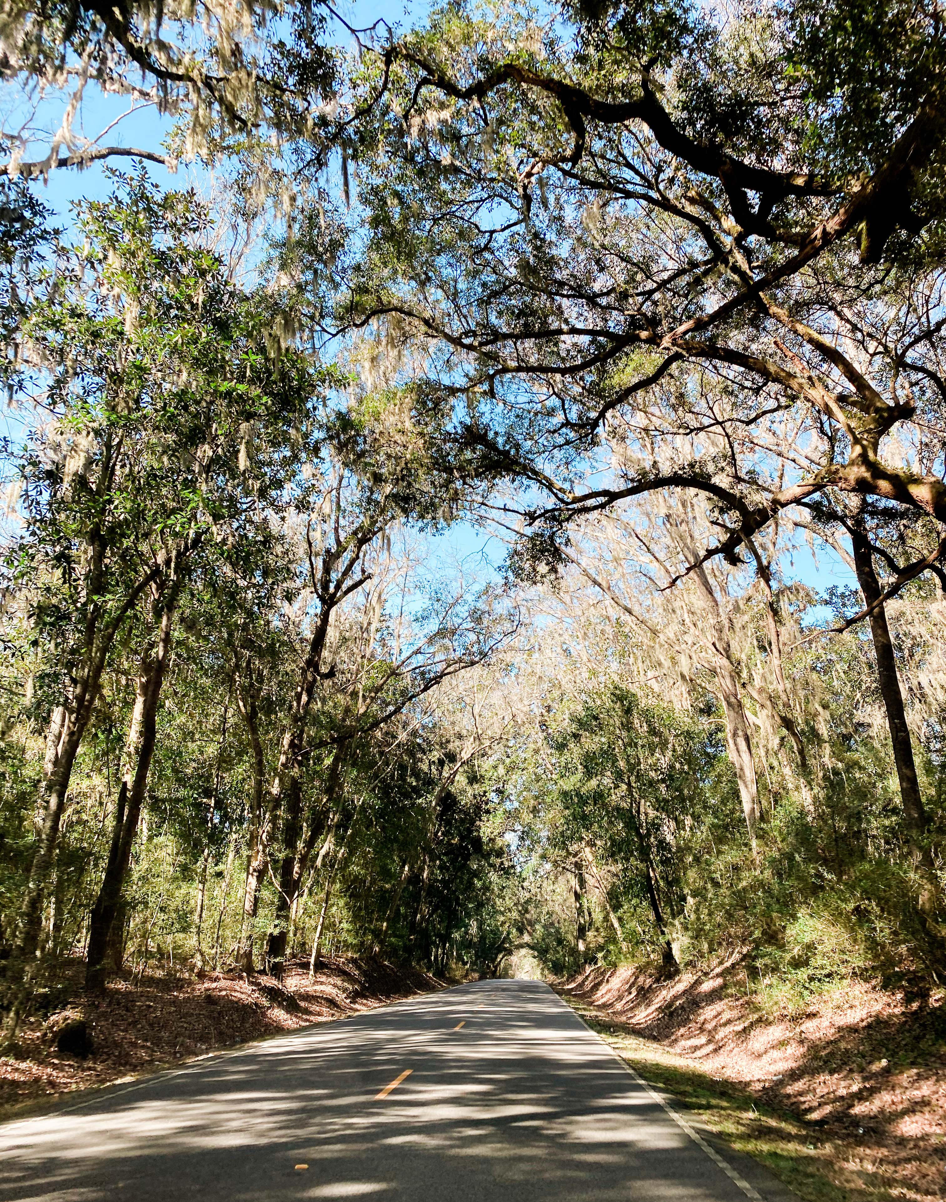spanish moss on road, beaufort south carolina