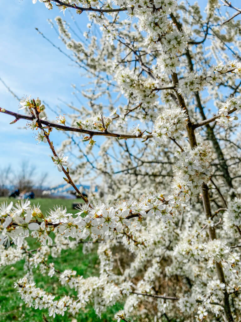 spring in germany