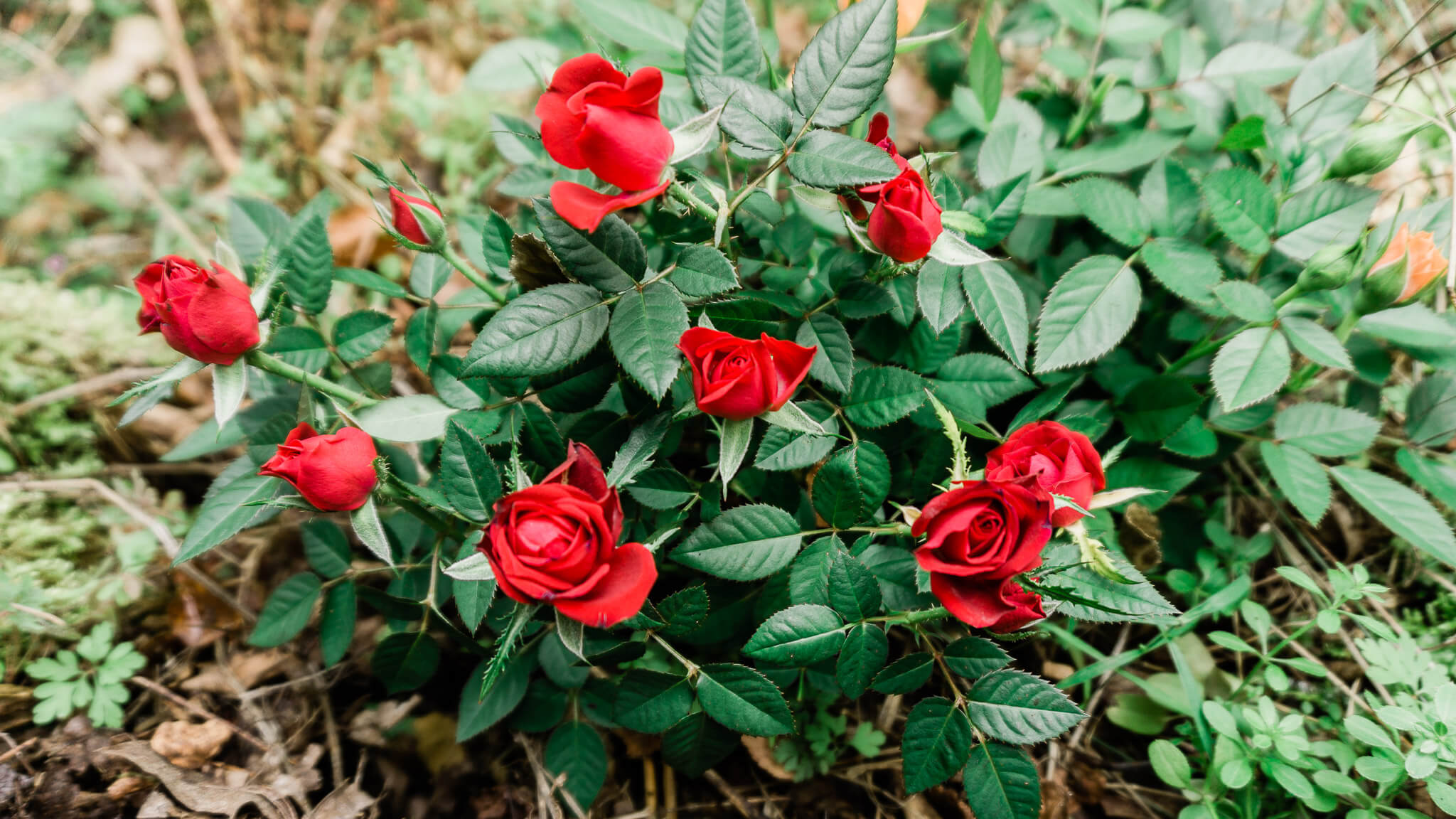 roses in germany