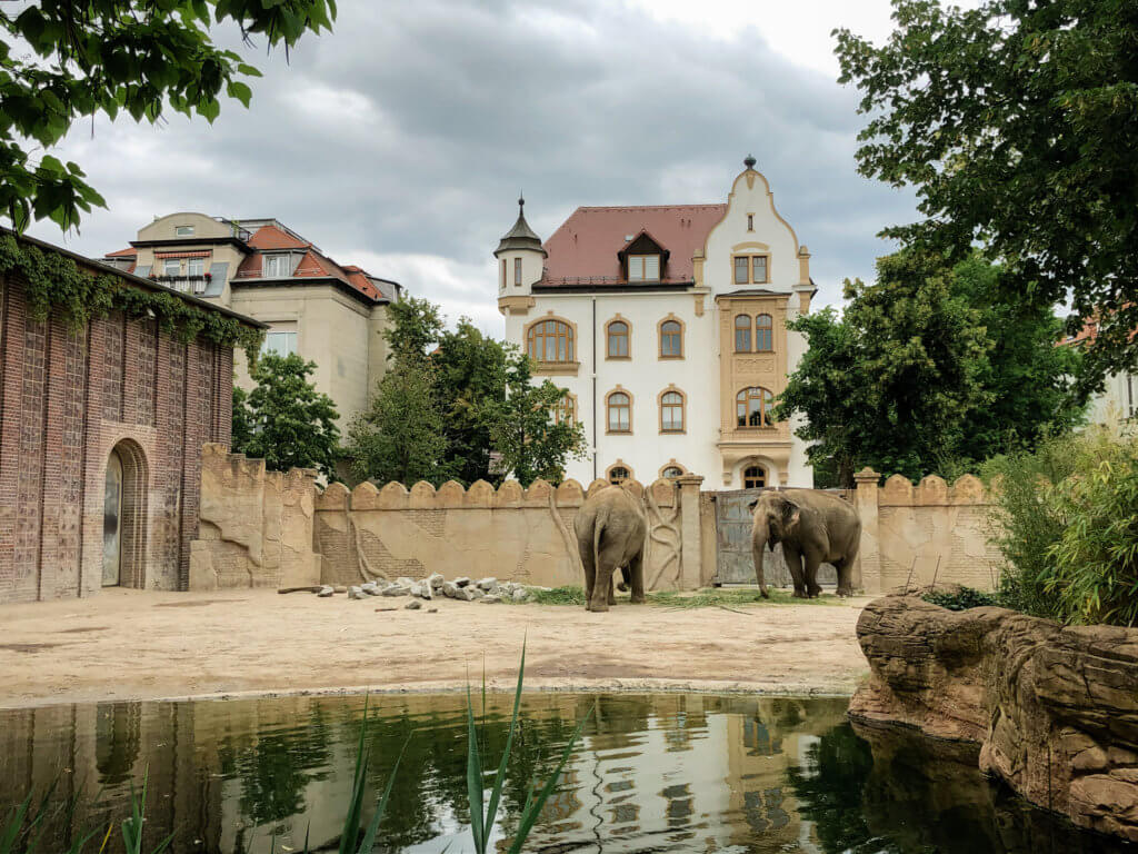 elephants at leipzig zoo