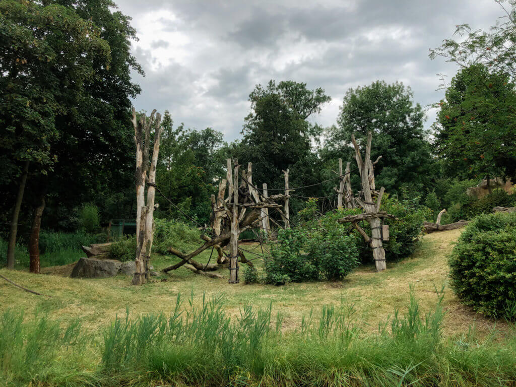 monkeys at leipzig zoo