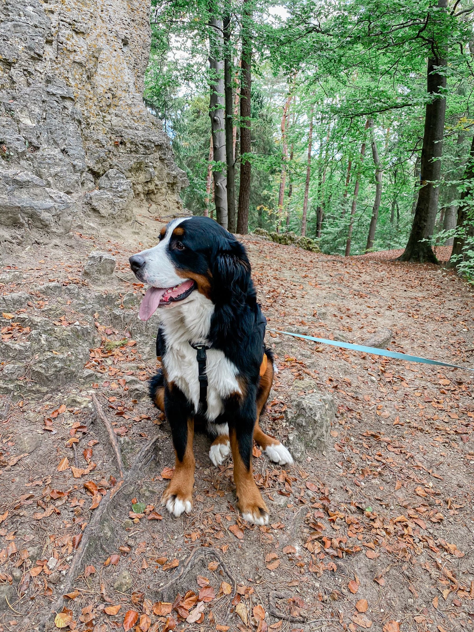 turkenfelsen, rock climbing, germany