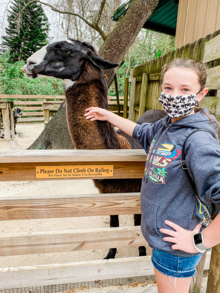 o Central Florida Zoo & Botanical Gardens, alpaca farm