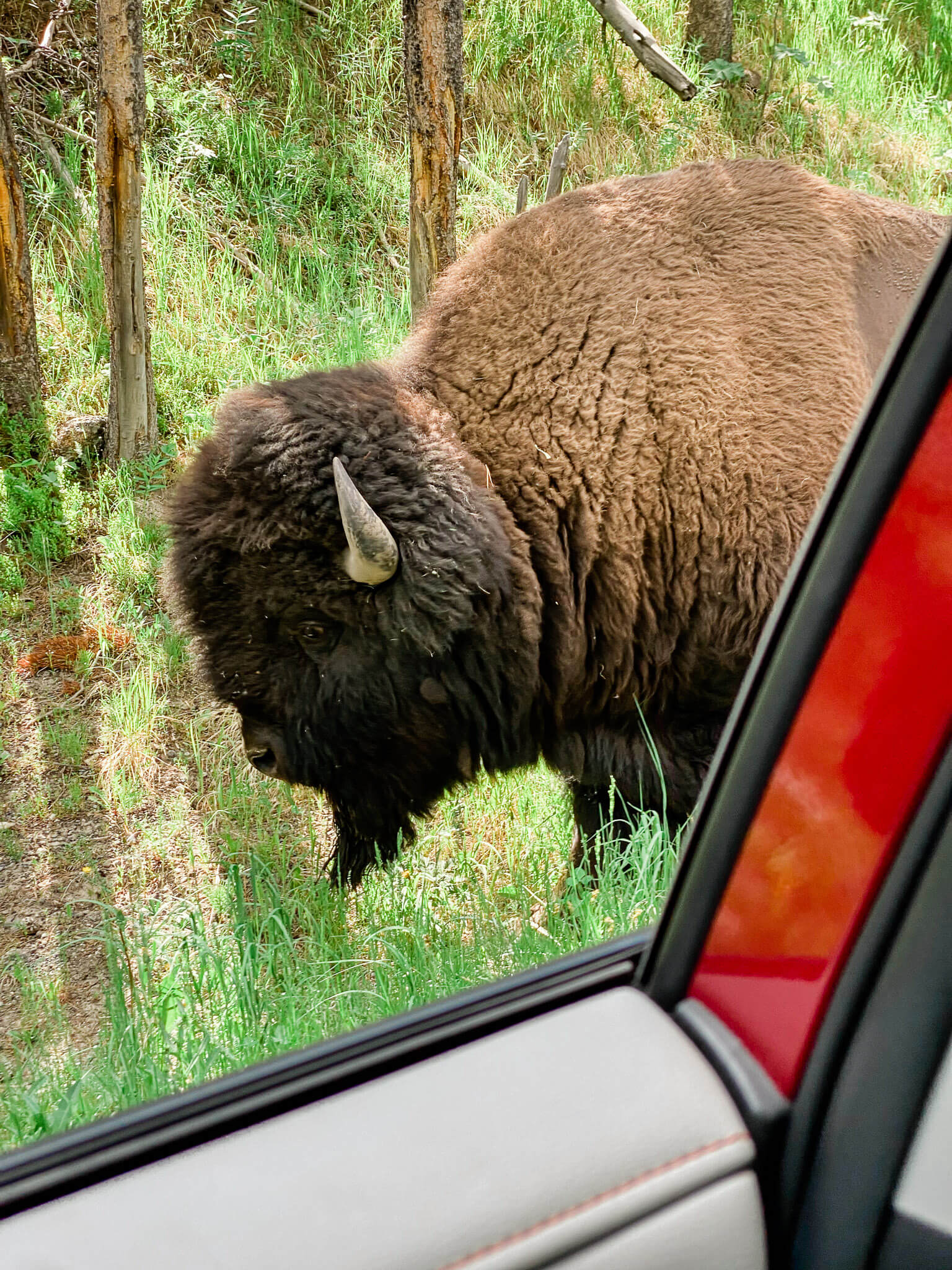 bison hidden valley yellowstone national park