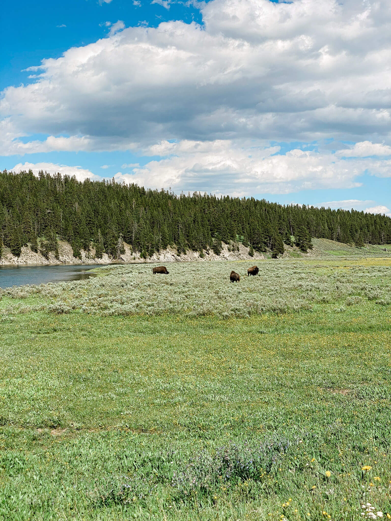 bison hidden valley yellowstone national park