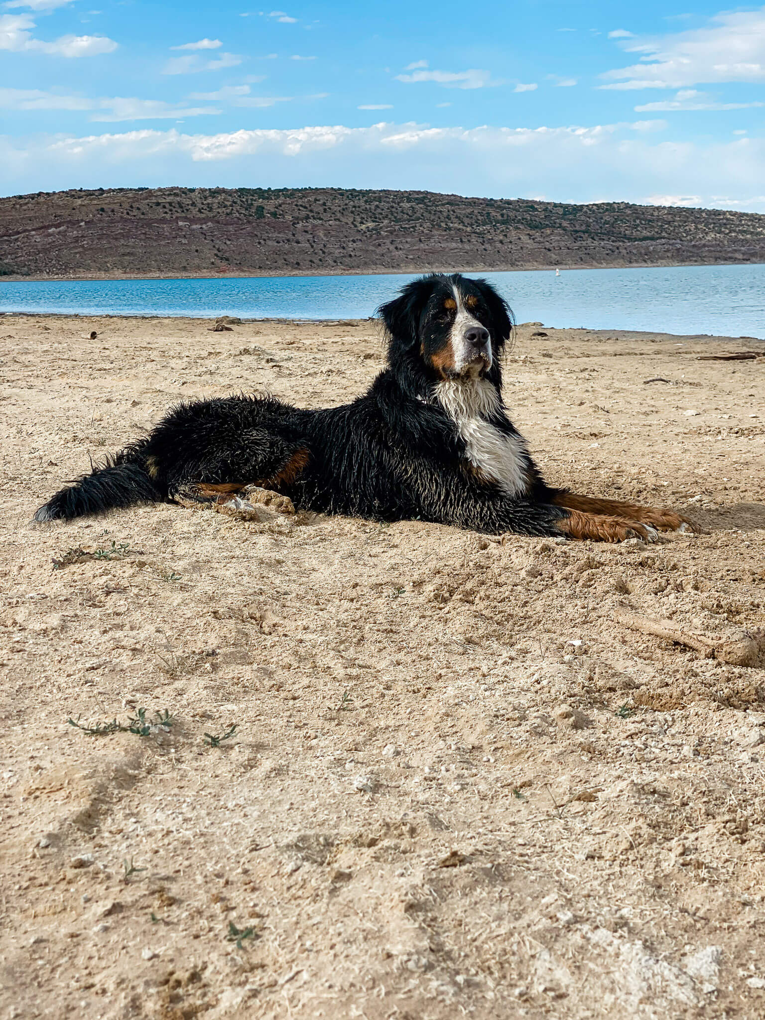 bernese mountain dog, flaming gorge utah