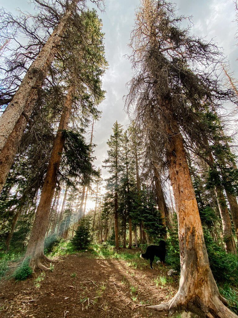 camping in medicine bow national forest, wyoming