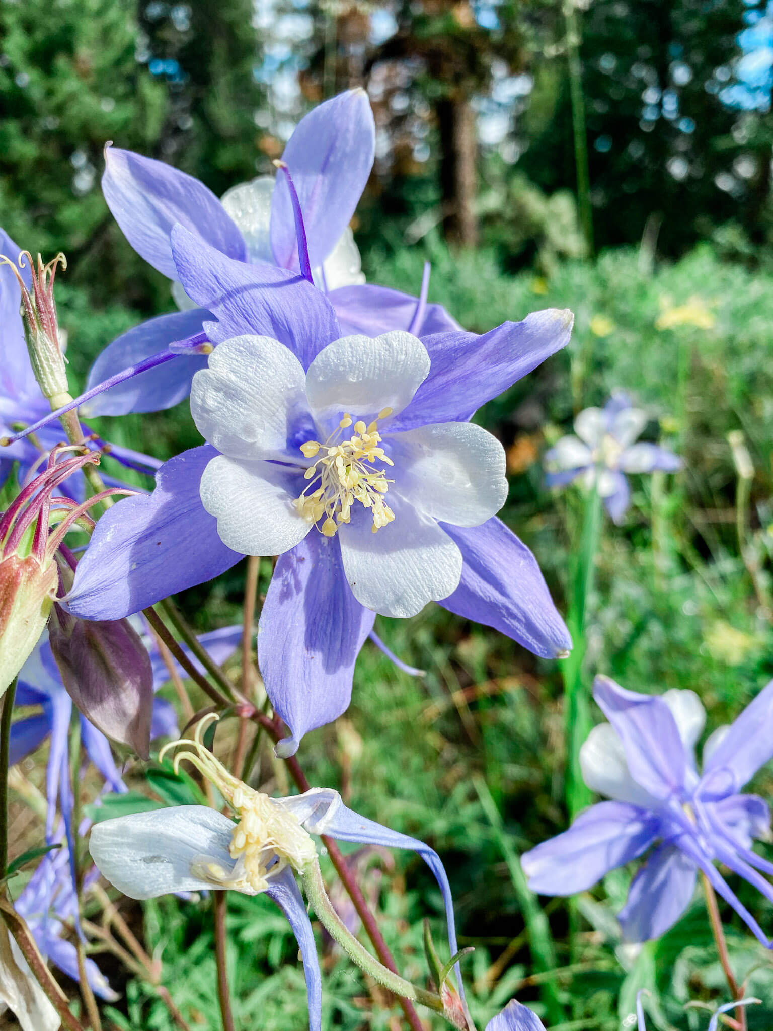 colorado blue columbine, fraser colorado hiking