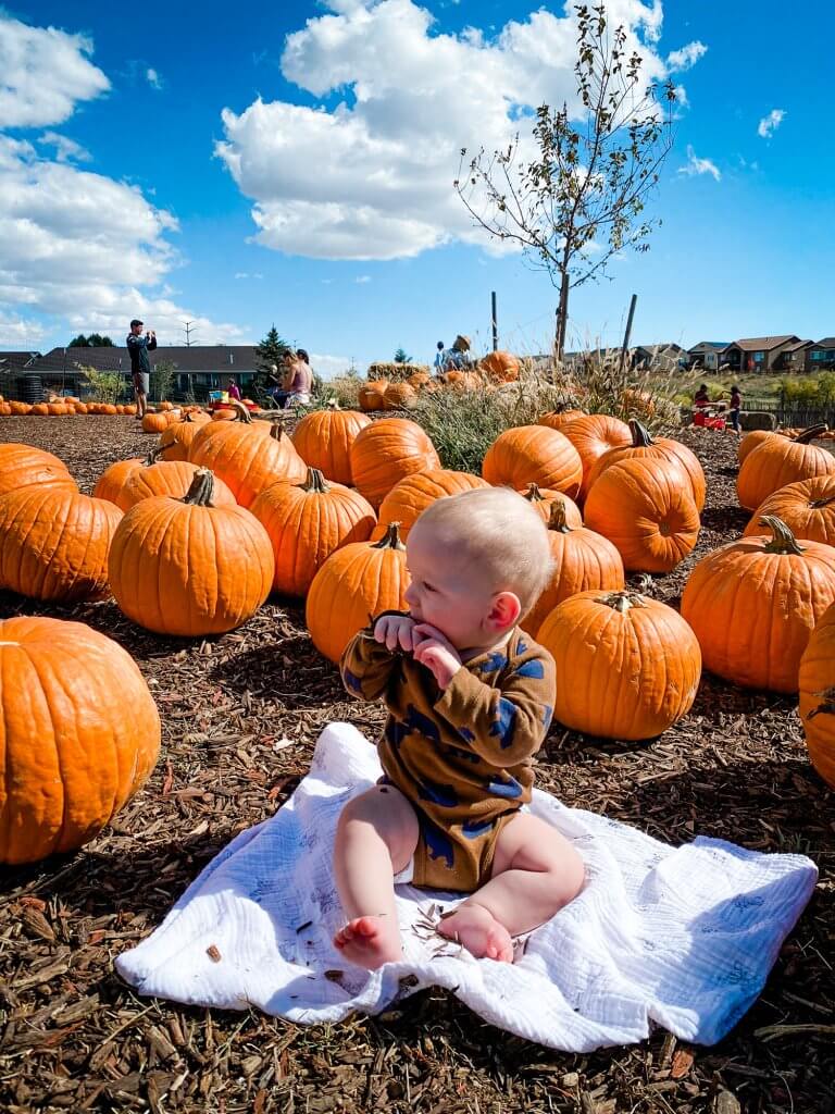 little boy in pumpkin patch